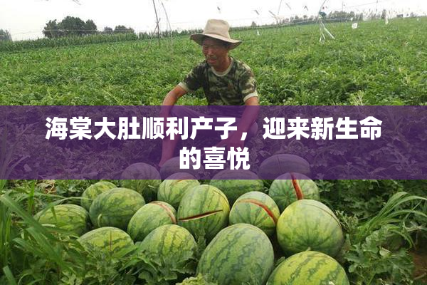 海棠大肚顺利产子，迎来新生命的喜悦