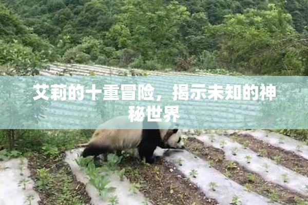 艾莉的十重冒险，揭示未知的神秘世界