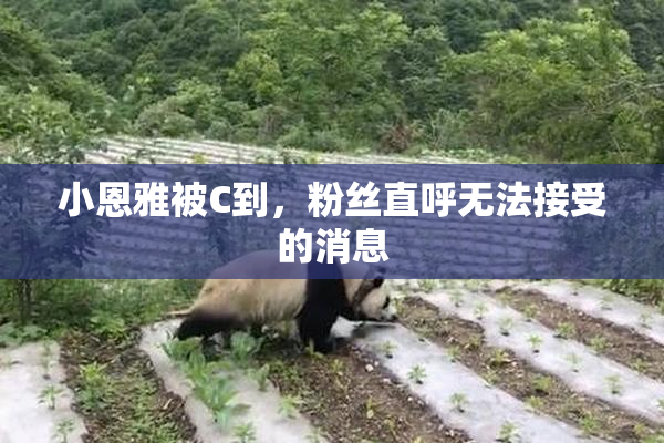 小恩雅被C到，粉丝直呼无法接受的消息