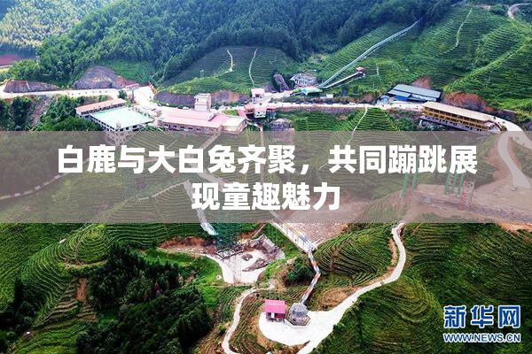 白鹿与大白兔齐聚，共同蹦跳展现童趣魅力