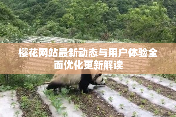 樱花网站最新动态与用户体验全面优化更新解读