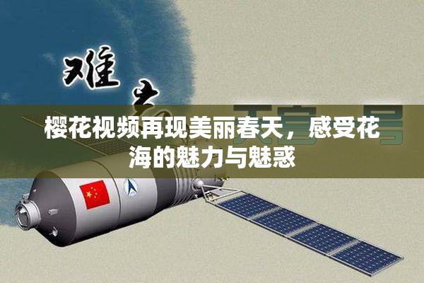 樱花视频再现美丽春天，感受花海的魅力与魅惑