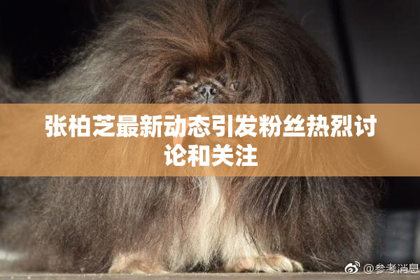 张柏芝最新动态引发粉丝热烈讨论和关注