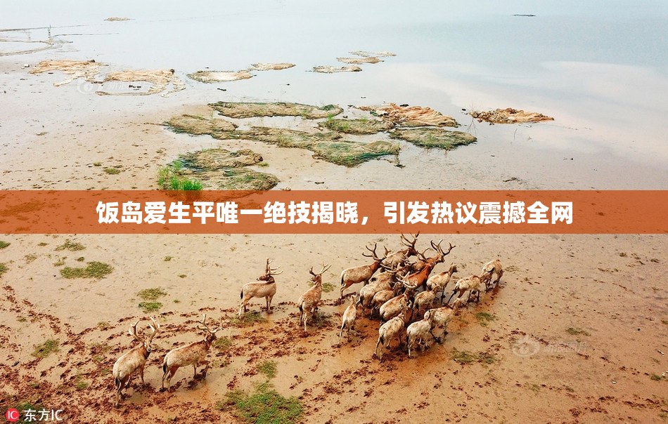 饭岛爱生平唯一绝技揭晓，引发热议震撼全网