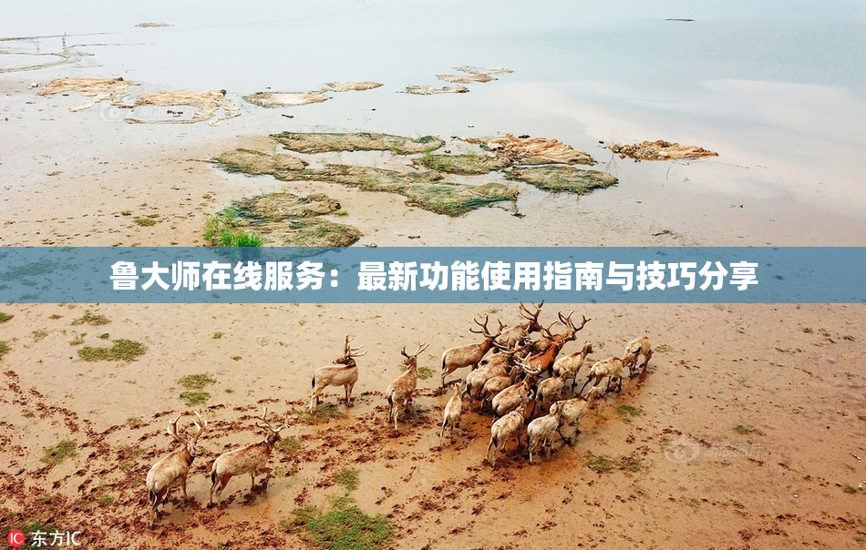 鲁大师在线服务：最新功能使用指南与技巧分享