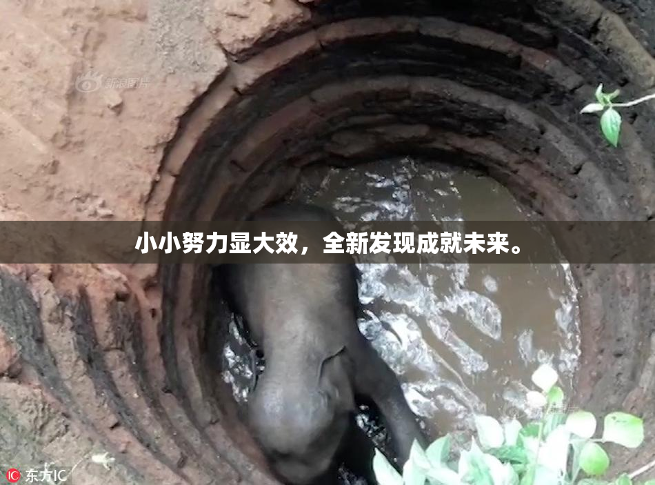 小小努力显大效，全新发现成就未来。