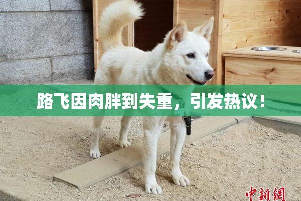 路飞因肉胖到失重，引发热议！