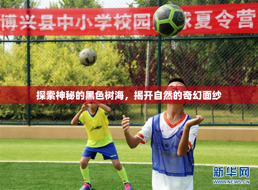 探索神秘的黑色树海，揭开自然的奇幻面纱