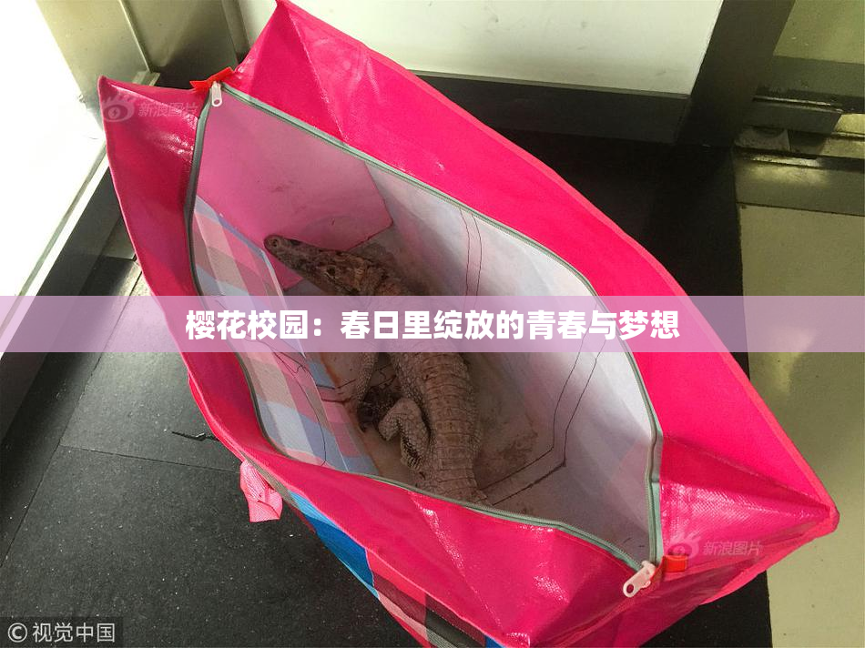 樱花校园：春日里绽放的青春与梦想