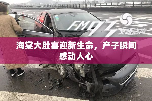 海棠大肚喜迎新生命，产子瞬间感动人心