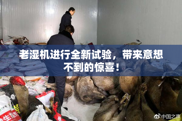老湿机进行全新试验，带来意想不到的惊喜！