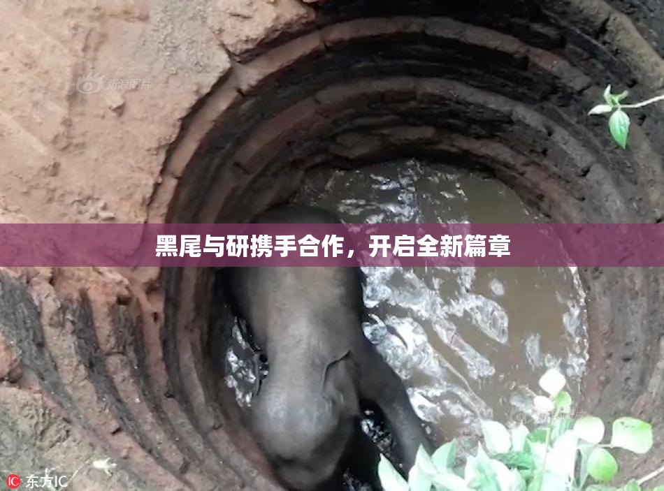 黑尾与研携手合作，开启全新篇章