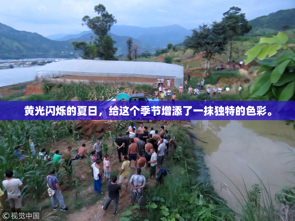 黄光闪烁的夏日，给这个季节增添了一抹独特的色彩。
