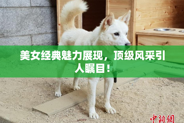 美女经典魅力展现，顶级风采引人瞩目！