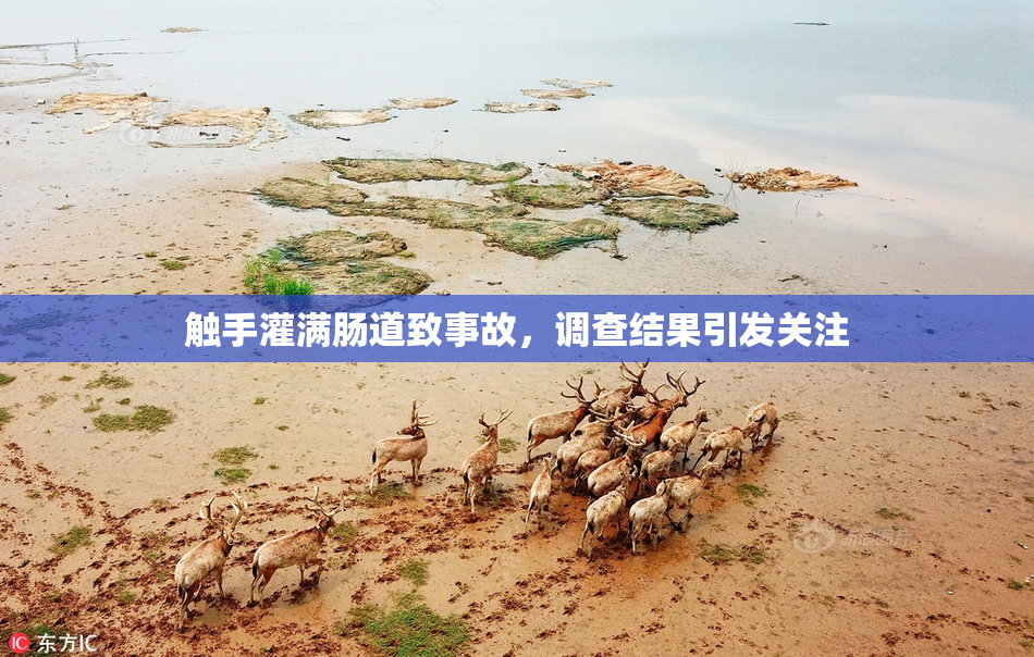 触手灌满肠道致事故，调查结果引发关注