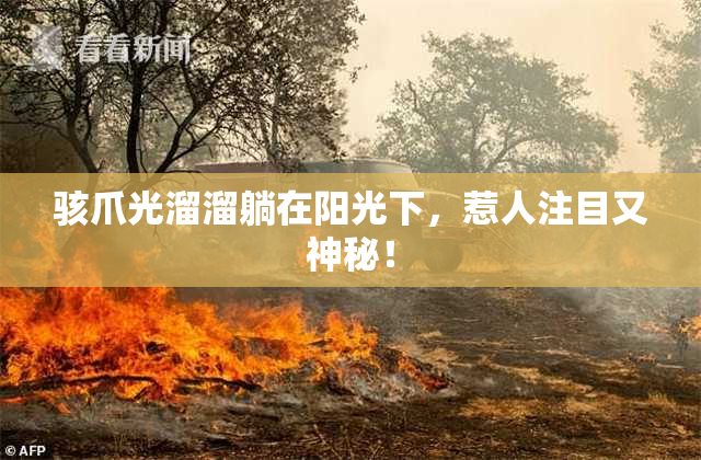 骇爪光溜溜躺在阳光下，惹人注目又神秘！