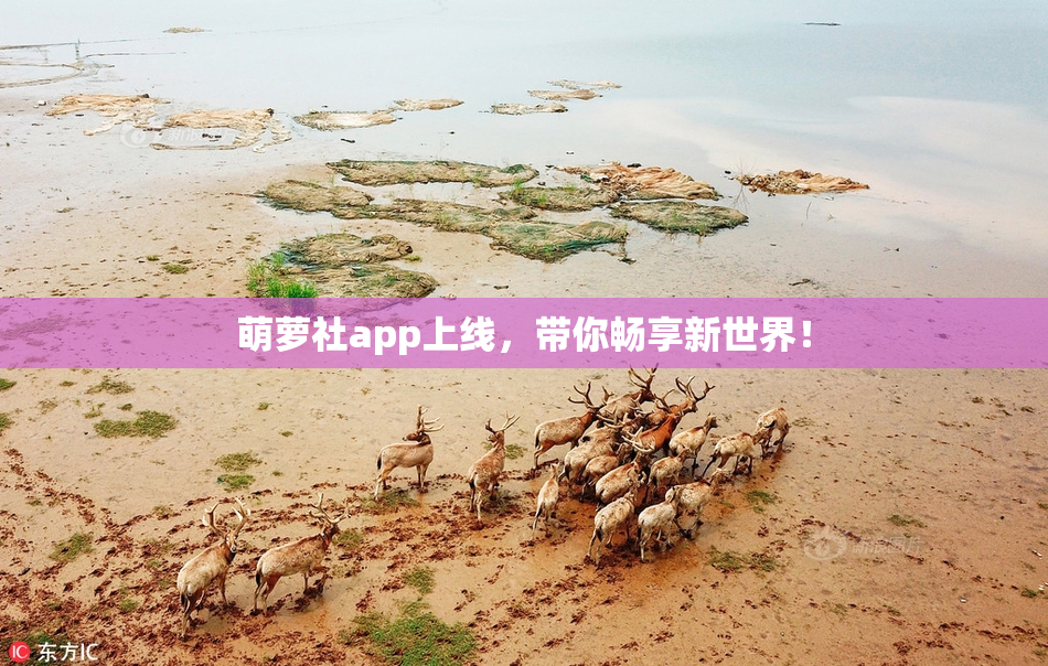 萌萝社app上线，带你畅享新世界！