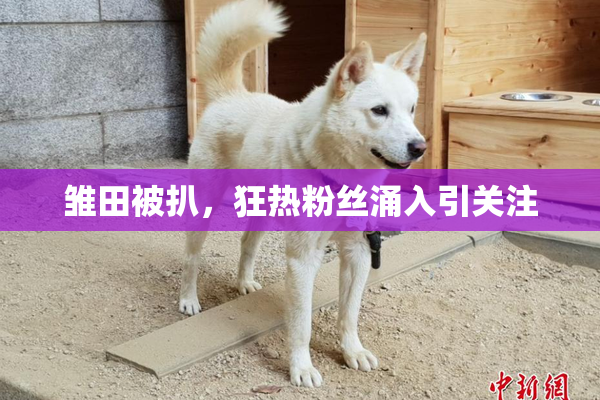 雏田被扒，狂热粉丝涌入引关注