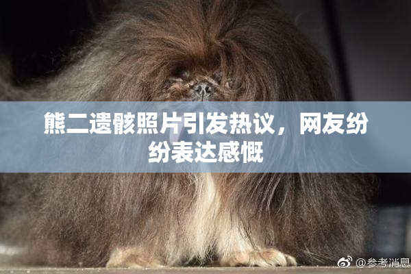 熊二遗骸照片引发热议，网友纷纷表达感慨