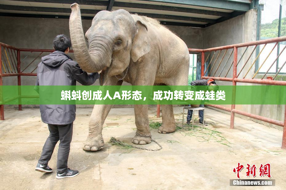 蝌蚪创成人A形态，成功转变成蛙类
