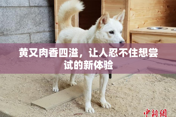 黄又肉香四溢，让人忍不住想尝试的新体验
