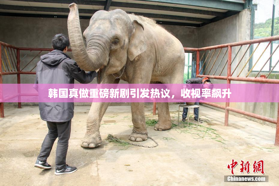 韩国真做重磅新剧引发热议，收视率飙升