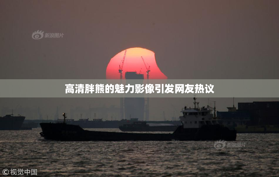 高清胖熊的魅力影像引发网友热议