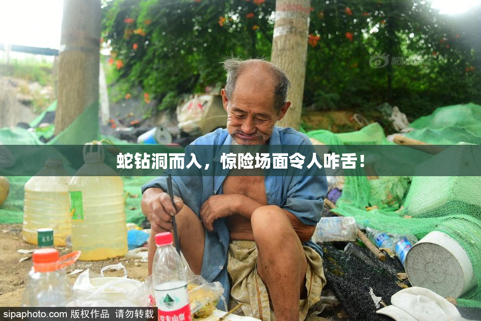 蛇钻洞而入，惊险场面令人咋舌！