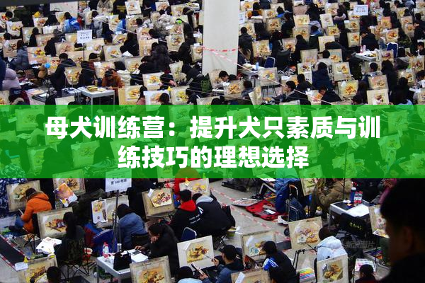 母犬训练营：提升犬只素质与训练技巧的理想选择