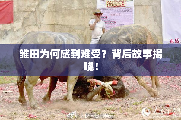 雏田为何感到难受？背后故事揭晓！