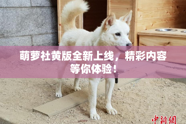 萌萝社黄版全新上线，精彩内容等你体验！
