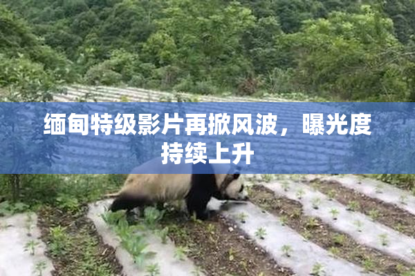 缅甸特级影片再掀风波，曝光度持续上升