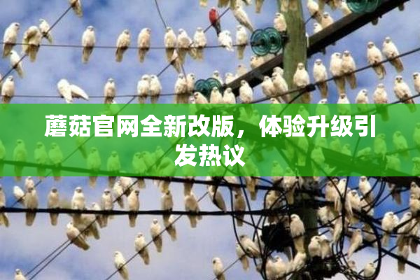 蘑菇官网全新改版，体验升级引发热议