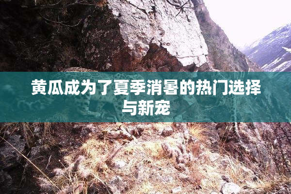 黄瓜成为了夏季消暑的热门选择与新宠