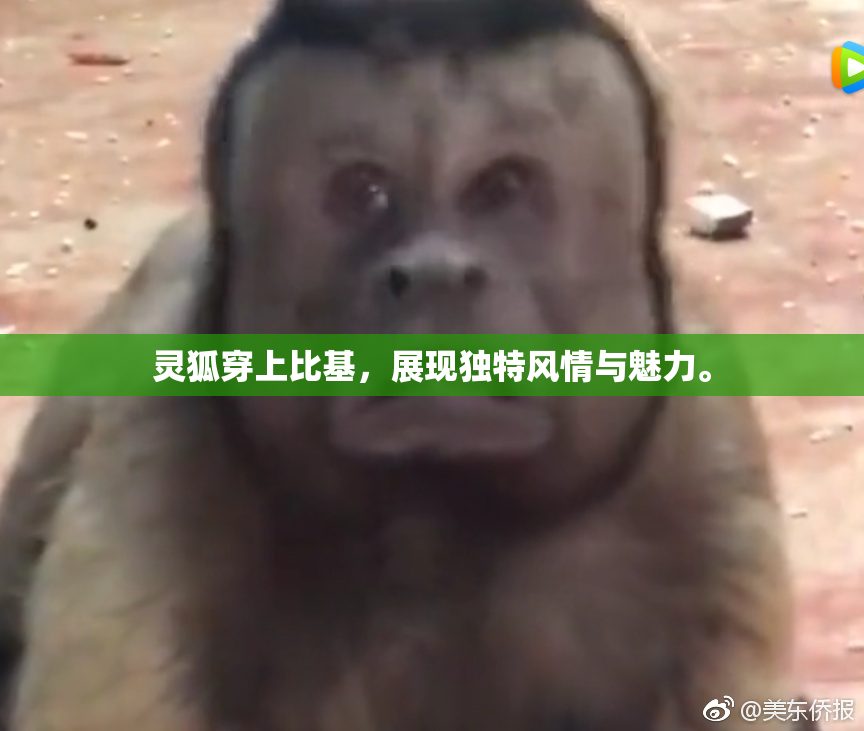 灵狐穿上比基，展现独特风情与魅力。