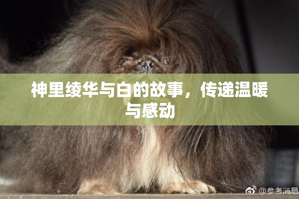 神里绫华与白的故事，传递温暖与感动
