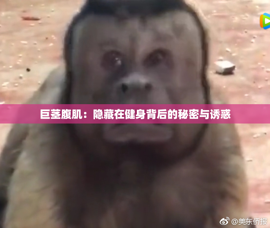 巨茎腹肌：隐藏在健身背后的秘密与诱惑